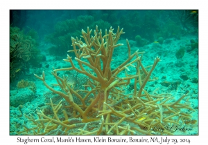 Staghorn Coral