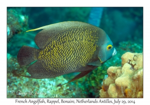 French Angelfish