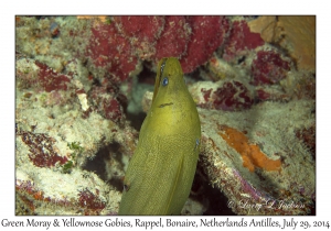 Green Moray & Yellownose Gobies