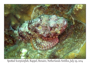 Spotted Scorpionfish