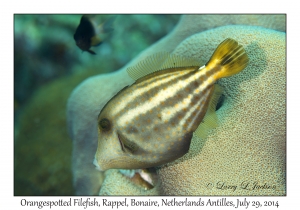 Orangespotted Filefish