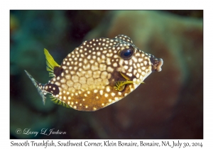 Smooth Trunkfish