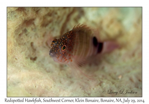 Redspotted Hawkfish