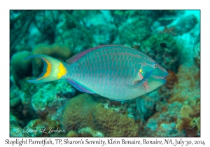 Stoplight Parrotfish