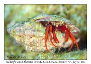 Red Reef Hermit Crab