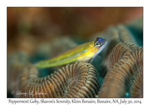 Peppermint Goby