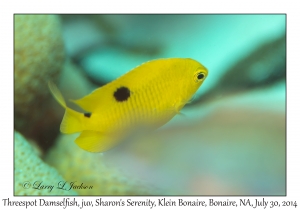 Threespot Damselfish