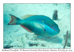 Redband Parrotfish