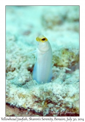 Yellowhead Jawfish