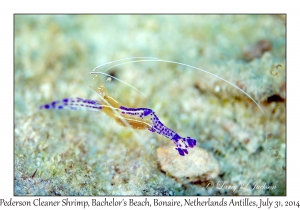 Pederson Cleaner Shrimp