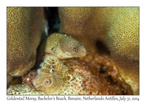 Goldentail Moray