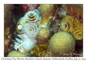 Christmas Tree Worms