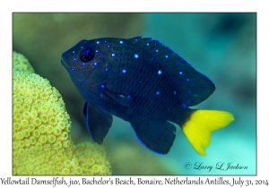 Yellowtail Damselfish