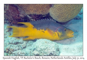 Spanish Hogfish