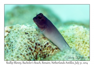 Redlip Blenny