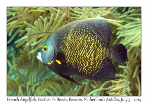 French Angelfish