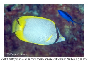 Spotfin Butterflyfish