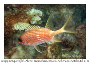 Longspine Squirrelfish