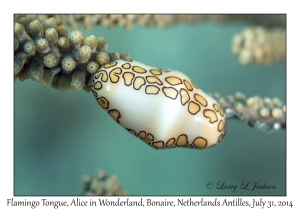 Flamingo Tongue