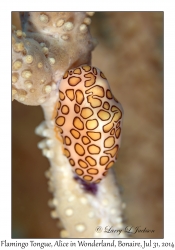 Flamingo Tongue