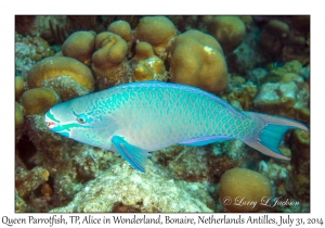 Queen Parrotfish