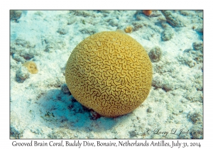 Grooved Brain Coral