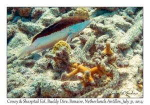 Coney & Sharptail Eel