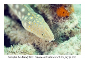 Sharptail Eel