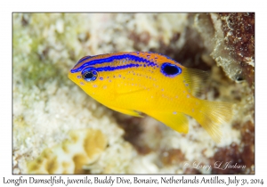 Longfin Damselfish