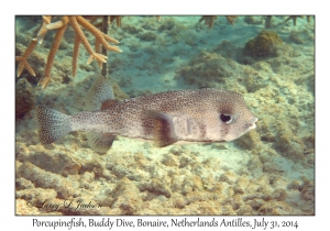 Porcupinefish