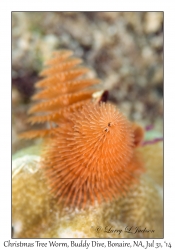 Christmas Tree Worm