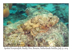 Spotted Scorpionfish