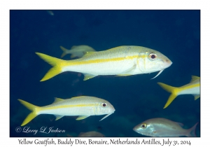 Yellowfin Goatfish