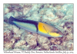 Yellowhead Wrasse