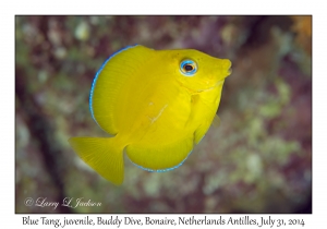 Blue Tang