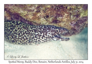 Spotted Moray