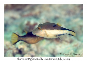 Sharpnose Puffers