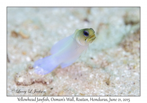 Yellowhead Jawfish