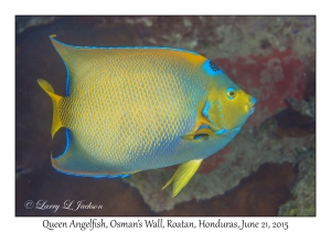 Queen Angelfish