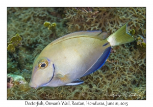 Doctorfish