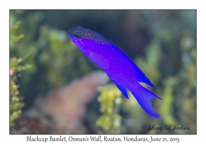 Blackcap Basslet