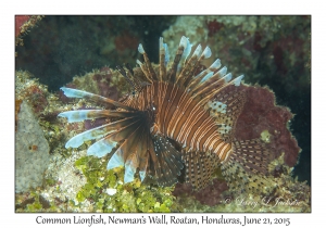 Common Lionfish