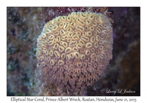 Elliptical Star Coral