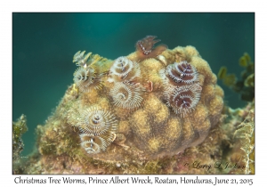 Christmas Tree Worms