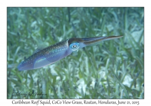 Caribbean Reef Squid