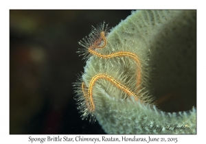 Sponge Brittle Star