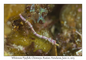 Whitenose Pipefish