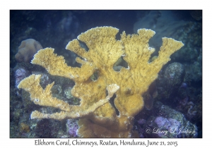 Elkhorn Coral