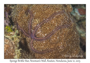 Sponge Brittle Star