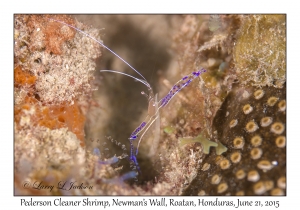 Pederson Cleaner Shrimp